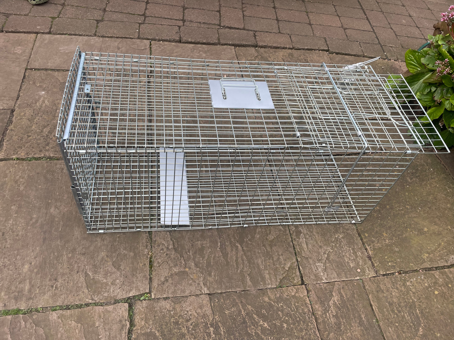 Fox Cage Trap