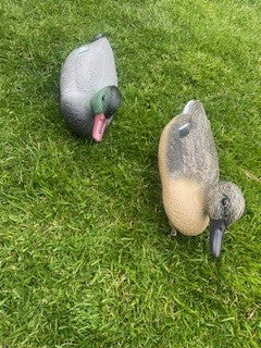 Decoy Ducks (brace)