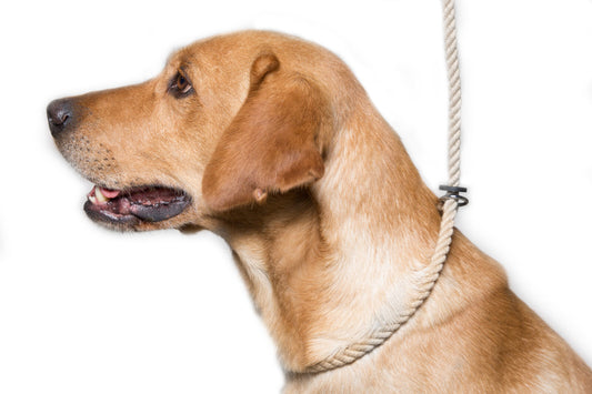 Cotton Rope Slip Lead