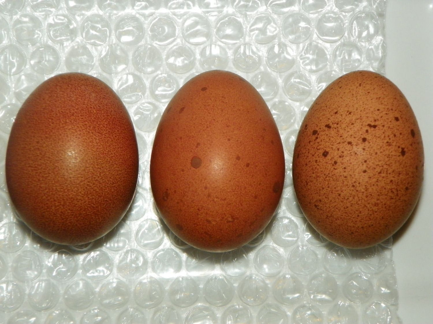 Dummy Eggs
