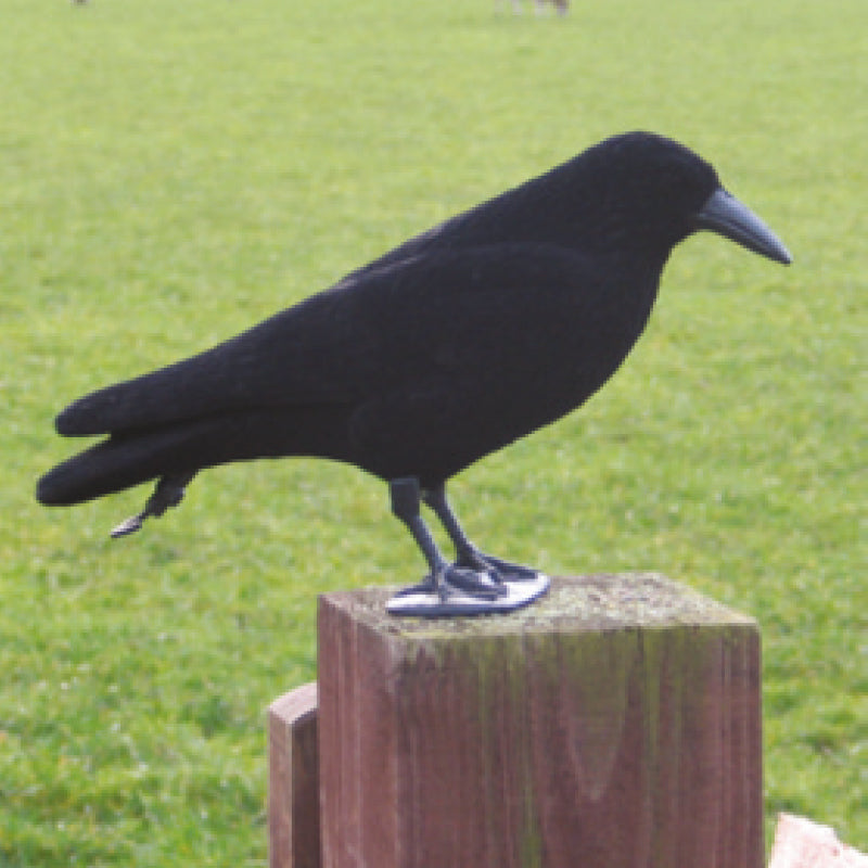 Decoy Flocked Crow